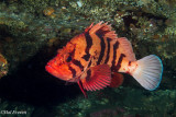 Tiger Rockfish
