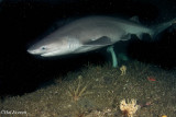 Six Gill Shark