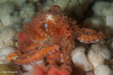 Giant Pacific Octopus