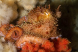 Giant Pacific Octopus