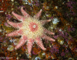 Rose Star