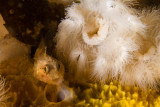 Sculpin