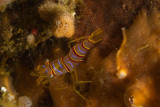Candystripe Shrimp