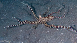 Mimic Octopus