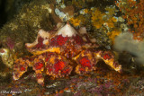 Puget Sound King Crab