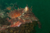 Giant Pacific Octopus, Diving at Home