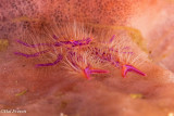 Hairy Squat Lobster