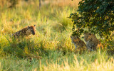 Leopards and Hyena, Peaceful Coexistence