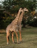 Thornicrofts Giraffes