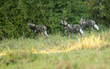 African Wild Dogs