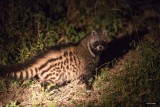 Civet