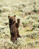 Farewell from Yellowstone