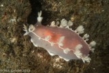 Diamondback Nudibranch