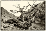 dsc_0365_bw.jpg