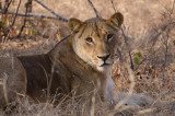 Hwange National Park, Zimbabwe