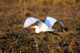 DSC_1898.jpg