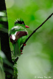 <i>(Cissa jefferyi)</i> <br />Bornean Green Magpie