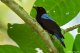 <i>(Irena puella criniger)</i><br /> Asian Fairy Bluebird ♂