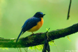 <i>(Cyornis caerulatus)</i><br /> Sunda Jungle-flycatcher ♂