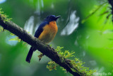 <i>(Cyornis caerulatus)</i><br /> Sunda Jungle-flycatcher ♂