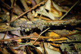 (Cyrtodactylus yoshii) Yoshi's Bent-toed Gecko