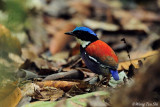 <i>(Hydronis baudii)</i> <br />*Blue-headed Pitta ♂