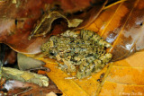 (Fejervarya limnocharis) Grass Frog