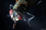 (Muscidae sp.)<br />House Fly