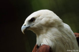 <i>(Haliastur indus)</i><br />Brahminy Kite