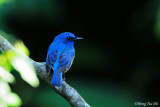 <i>(Cyornis turcosus rupatensis)</i><br /> Malaysian Jungle-flycatcher ♂