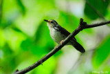 <i>(Kenopia striata)</i ><br />Striped Wren-babbler