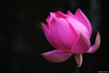 (Nelumbo nucifera)Lotus