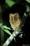 <i>(Otus rufescens)</i><br /> Reddish Scops Owl