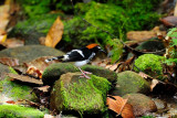 <i>(Enicurus ruficapillus)</i><br /> Chestnut-naped Forktail ♂