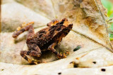 (Bufo divergens) Crested Toad