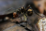 (Formicidae, Polyrhachis ypsilon)Golden Spiky Ant