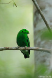 <i>(Calyptomena viridis)</i><br /> Green Broadbill ♂