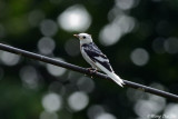 <i>(Hirunda tahitica)</i> <br />Pacific Swallow