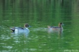 <i>(Anas penelope & Anas acuta)</i><br /> Eurasian Wigeon and Northern Pintail