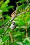 <i>(Passer montanus )</i><br /> Eurasian Tree Sparrow