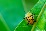 (Chrysomelidae, Aspidomorpha miliaris) Leaf Beetle