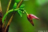 <i>(Musa sp.)</i><br />Banana flower