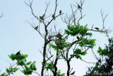 <i>(Turdus obscurus)</i><br /> Eyebrowed Thrush 