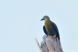 <i>(Treron capellei)</i><br /> Large Green Pigeon