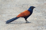 <i>(Centropus rectunguis)</i><br /> Short-toed Coucal