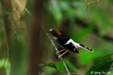 <i>(Enicurus ruficapillus)</i><br /> Chestnut-naped Forktail ♂