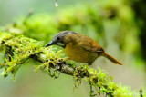 <i>(Stachyris nigriceps borneensis)</i><br />Grey-throated Babbler