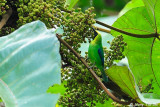 <i>(Chloropsis moluccensis)</i><br /> Blue-winged Leafbird ♂