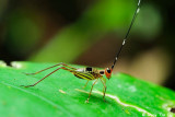 (Gryllidae, Nisitrus vittatus)