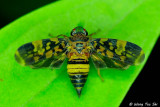 <i>(</i>Cicadellidae, <i>Thagira sp.)[A]</i><br />Typical Leafhopper